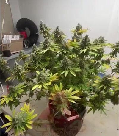Семена сорта GG4 Sherbet FF fem (FastBuds)
