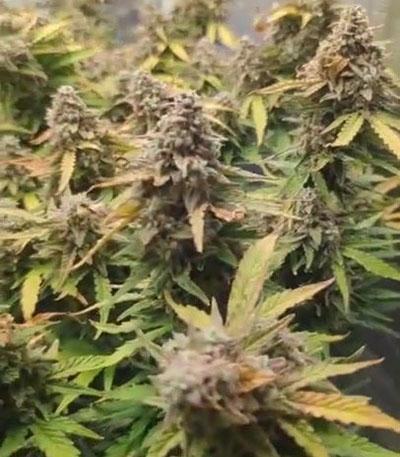 Семена сорта Pineapple Express Auto fem (Barney's Farm)