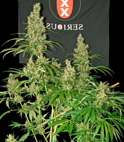 Семена сорта Kali Мist fem (Serious Seeds)