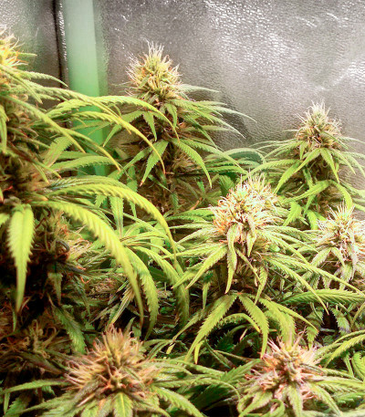 Семена сорта Mazar X fem (Семяныч)