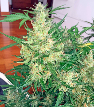 Семена сорта Swiss Cheese Automatic fem