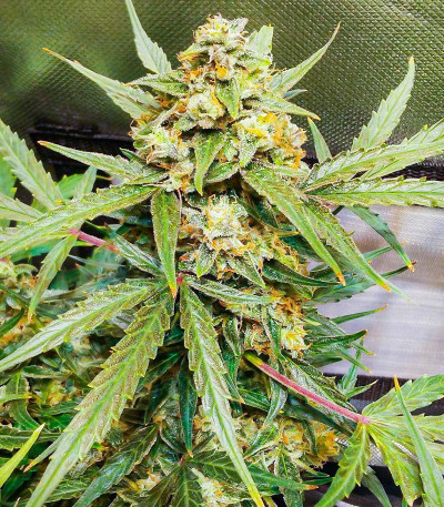 Сорт конопли Green Gelato Automatic fem (RQS)