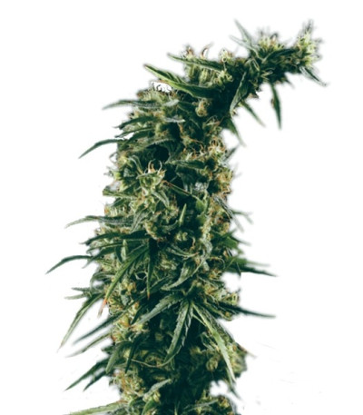 Семена сорта Hawaiian Snow fem (Green House Seeds)