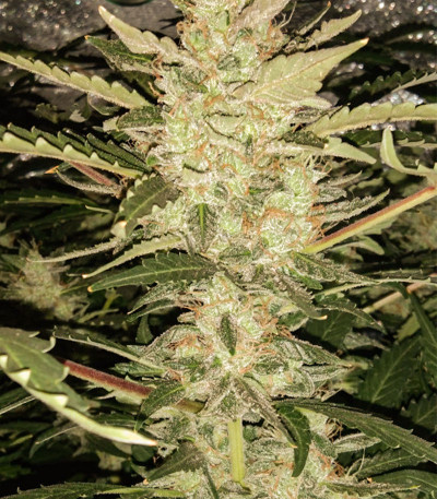 Семена сорта Zkittlez Auto fem (Cali Buds Seeds)