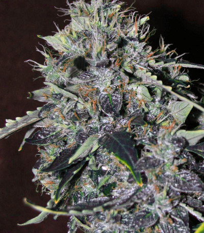 Семена сорта CBD Auto 20:1 fem (FastBuds)