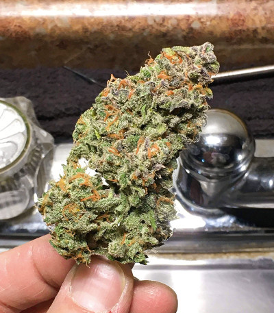 Семена сорта Auto Caramelino fem (Victory Seeds)