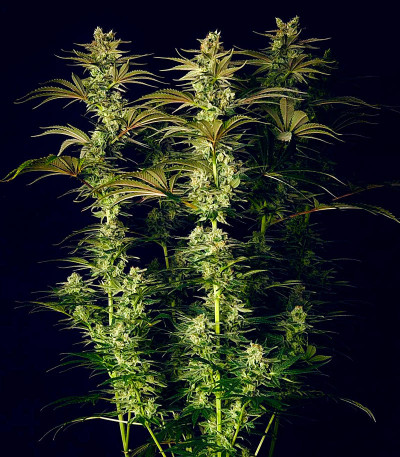 Семена сорта Godzilla Original Glue GG#4 fem (Herbies Seeds)
