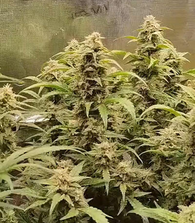 Семена сорта Strawberry Cheesecake Auto fem от Humboldt Seed Company