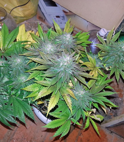 Семена сорта White Magic fem