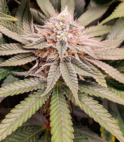 Семена сорта Lemon Orange fem (Green House Seeds)