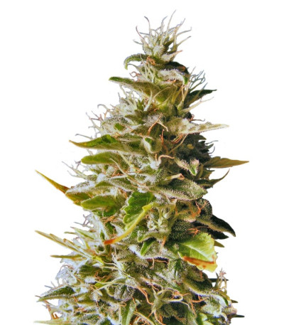 Семена сорта Botafumeiros fem (Sweet Seeds)