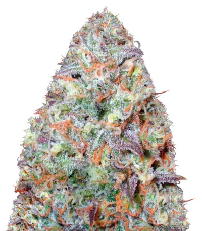 Семена сорта Chocodope fem (Victory Seeds)