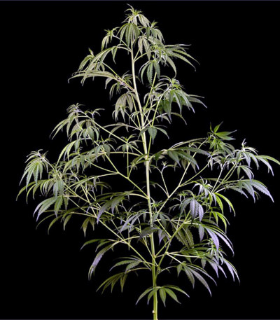 Семена сорта Arjan's Haze #2 fem