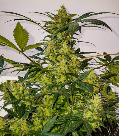Семена сорта Auto Pineapple Glue fem (Advanced Seeds)