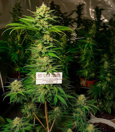 Семена сорта Boy Scout Cookies fem (Kalashnikov Seeds)