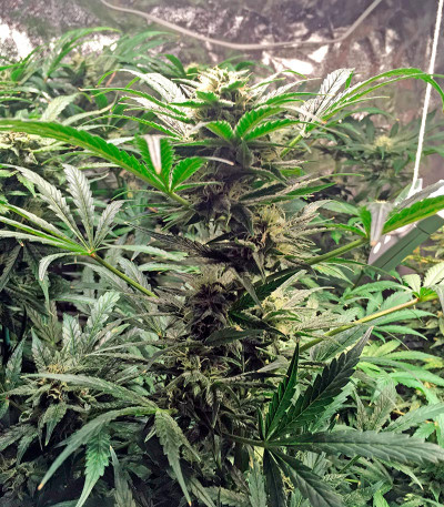 Семена сорта Bubba Cheese Auto fem (Humboldt Seeds)