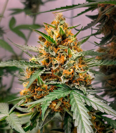 Семена сорта Mystical Autoflower fem (Easy Grow Seeds)