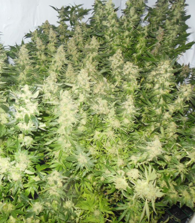 Семена сорта Mother Gorilla (Royal Madre) fem (Royal Queen Seeds)