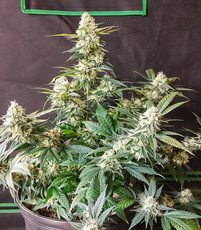Семена сорта Candy Kush Fast Version fem (Easy Grow Seeds)