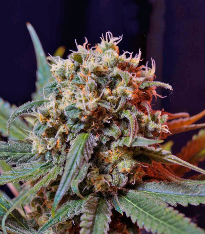 Семена сорта Green Poison F1 Fast Version fem (Sweet Seeds)