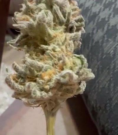 Семена сорта Shawty R1 fem (Ethos Genetics)