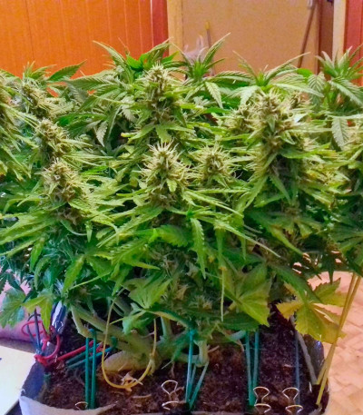 Семена сорта Auto Acid fem (Paradise Seeds)