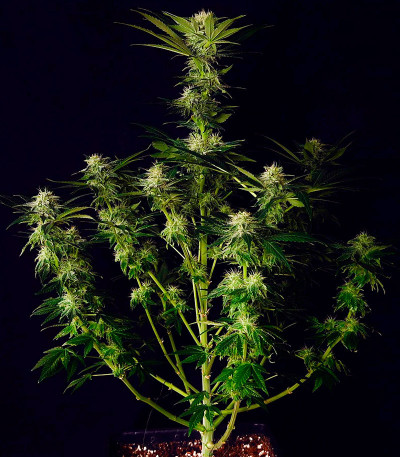 Семена сорта Mimosa Shot fem (Herbies Seeds)