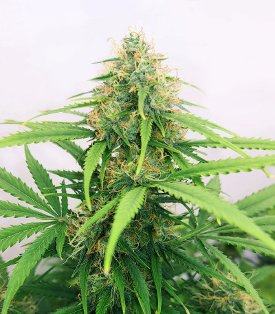 Семена сорта Orange Buddy Auto fem (Herbies Seeds)