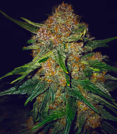 Семена сорта Lemon Cherry Cookies Auto fem (FastBuds)