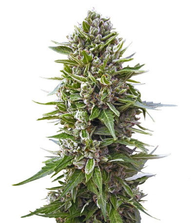 Микс семян конопли Auto Collection #2 (00 Seeds)