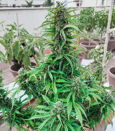 Семена сорта Glue Gelato Auto fem (Barney's Farm)