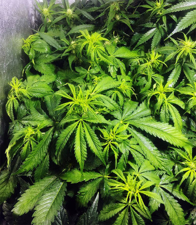 Семена сорта Six Shooter Auto fem (FastBuds)