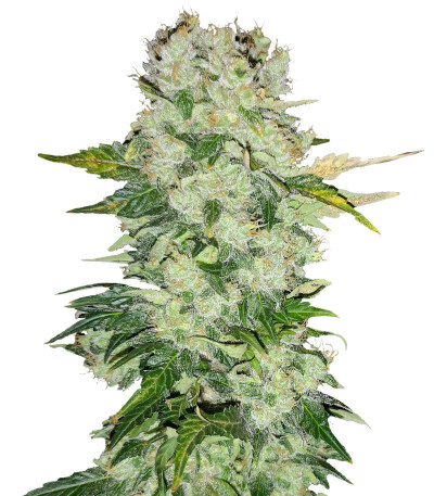 Семена сорта AK 47 Fast Version fem (Семяныч)