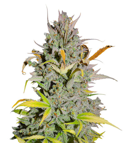Семена сорта Crystal WW Autoflower fem (Easy Grow Seeds)