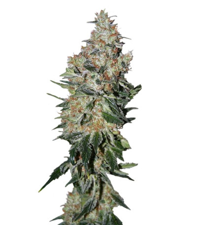 Семена сорта NYC Diesel fem (Sweet Seeds)