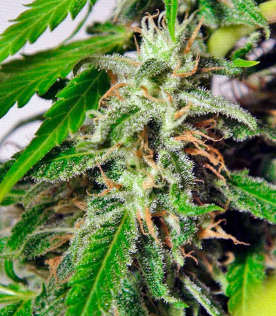 Семена сорта Sweet Tai fem (Sweet Seeds)