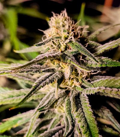 Семена сорта 00 Kush fast fem (00 Seeds)