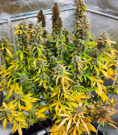 Семена сорта Auto CBG-Force fem (Dutch Passion)