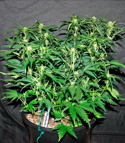 Семена сорта Auto Cheese Berry fem