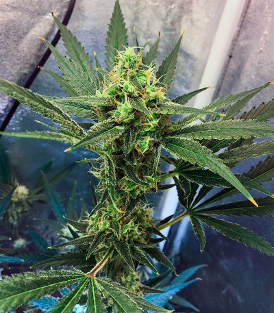 Семена сорта Gelato #33 fem (Advanced Seeds)