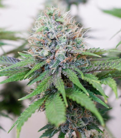 Семена сорта Ice Cream Ghost Train fem (Cali Buds Seeds)