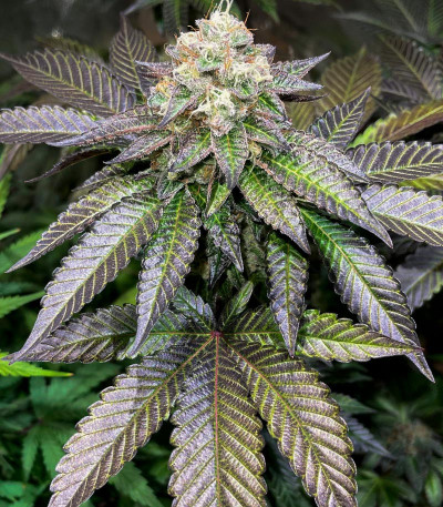 Семена сорта Poddy Mouth fem (Humboldt Seed Company)