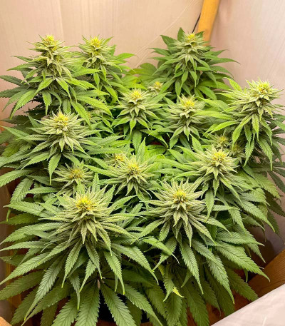 Семена сорта San Bacio Burger fem (Advanced Seeds)