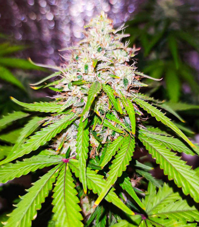 Семена сорта Auto Ak (Auto Ak 47) fem (Семяныч)