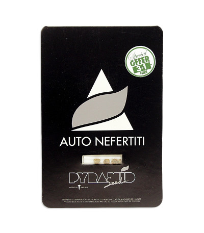 Семена сорта Auto Nefertiti fem (Pyramid Seeds)