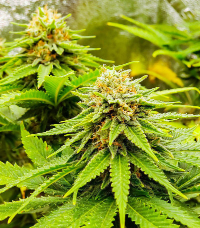 Семена сорта Ultimate Chemdog Fast Version fem (Семяныч)