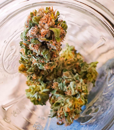 Семена сорта Gelato Glue Autoflower fem (Easy Grow Seeds)