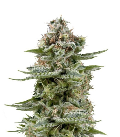 Семена сорта White Widow Auto fem (Trikoma Seeds)