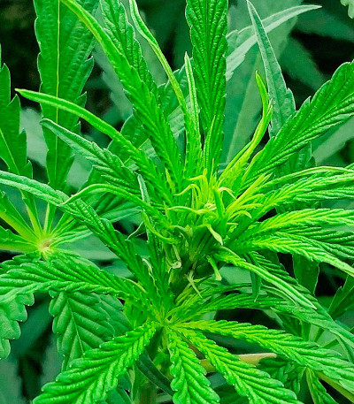 Семена сорта конопли Black Widow