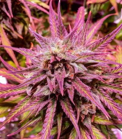 Семена сорта Blue Dream Autoflower fem (Seedkeepers)